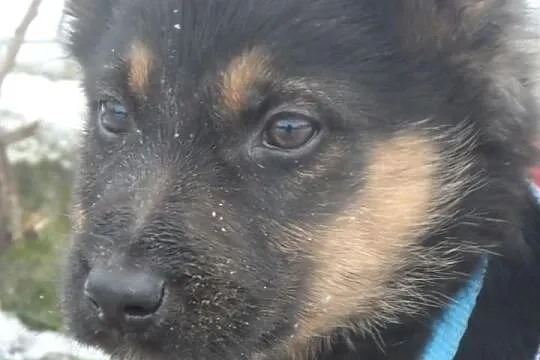 Śliczne szczeniaki czekają na nowe domy ADOPCJA ŁT