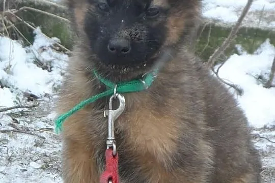 Śliczne szczeniaki czekają na nowe domy ADOPCJA ŁT