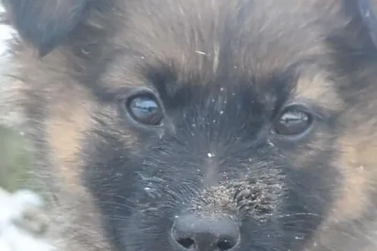 Śliczne szczeniaki czekają na nowe domy ADOPCJA ŁT