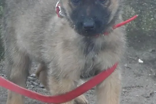 Śliczne szczeniaki czekają na nowe domy ADOPCJA ŁT