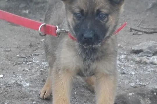 Śliczne szczeniaki czekają na nowe domy ADOPCJA ŁT