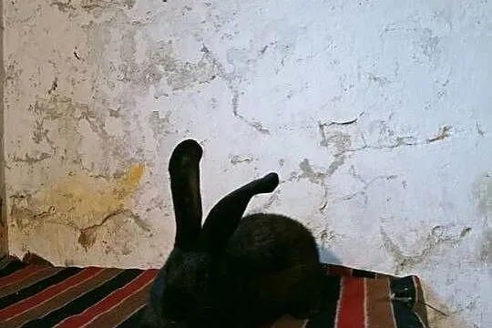 Młode samce, Podkarpackie, Obarzym