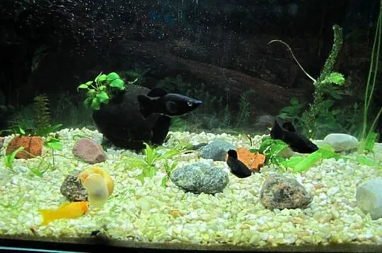 Akwarium 72 l z obsadą