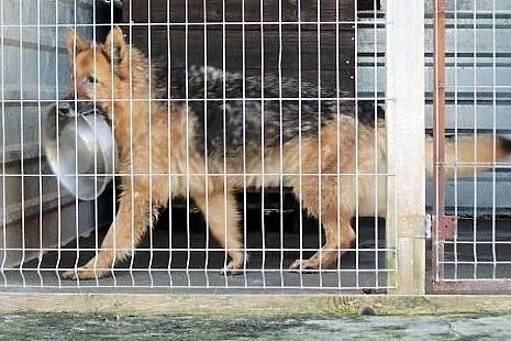 Jaga błaga o szansę na życie bez krat,  dolnośląsk