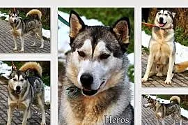 HEROS piękny, ładodny pies w typie alaskan malamut, Łódź