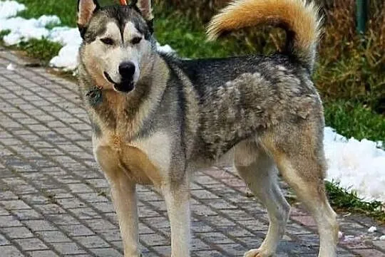 HEROS piękny, ładodny pies w typie alaskan malamut