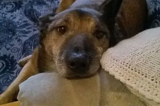 Kocha aportować i kocha być kochanym :),  śląskie 