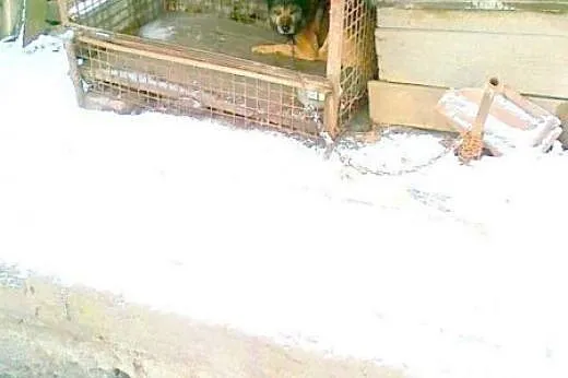 Kocha aportować i kocha być kochanym :),  śląskie 