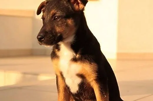 Szczeniak do adopcji z domu tymczasowego ,  dolnośląskie Wrocław