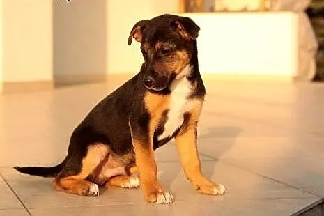 Szczeniak do adopcji z domu tymczasowego ,  dolnoś