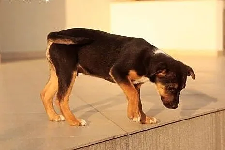 Szczeniak do adopcji z domu tymczasowego ,  dolnoś
