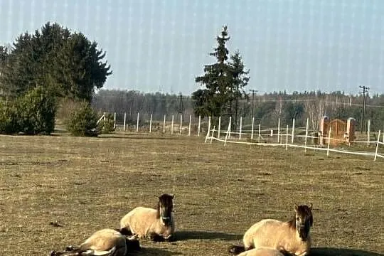 Klacze Konik Polski Licencja  i roczne Ogiery, Kujawsko-pomorskie, Urszulewo