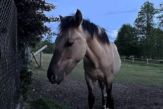 Klacze Konik Polski Licencja  i roczne Ogiery, Kujawsko-pomorskie, Urszulewo
