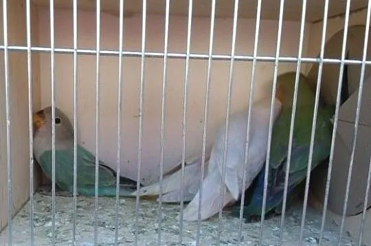 Sprzedam Nierozłączki Opal z 2018r., , Cegłów