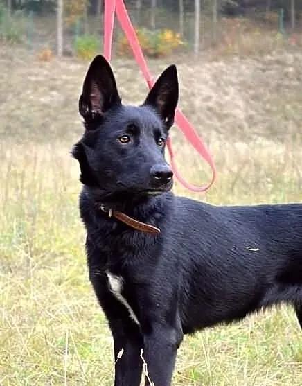 Suzi - wzorowa, bezproblemowa suczka :)