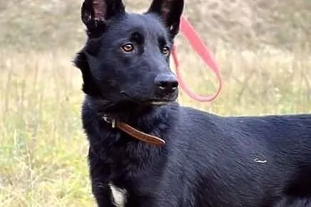 Suzi - wzorowa, bezproblemowa suczka :)
