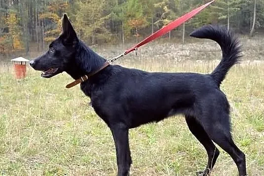 Suzi - wzorowa, bezproblemowa suczka :)