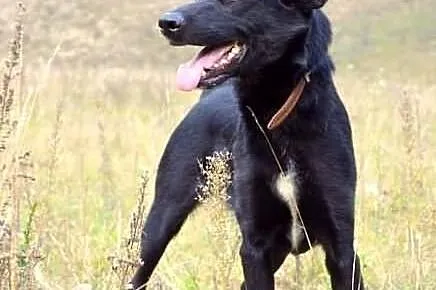 Suzi - wzorowa, bezproblemowa suczka :)