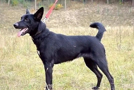 Suzi - wzorowa, bezproblemowa suczka :)
