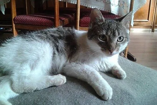 6 miesięczny kocurek Gucio szuka domu