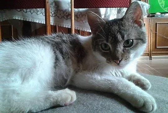 6 miesięczny kocurek Gucio szuka domu