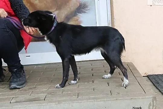 Nosek - spokojny psiak, Mazowieckie, Nowy Dwór Mazowiecki