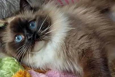 Kotka roczna ragdoll