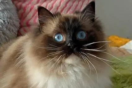 Kotka roczna ragdoll, Dolnośląskie, Wrocław