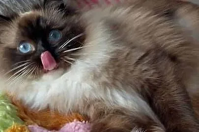 Kotka roczna ragdoll, Dolnośląskie, Wrocław