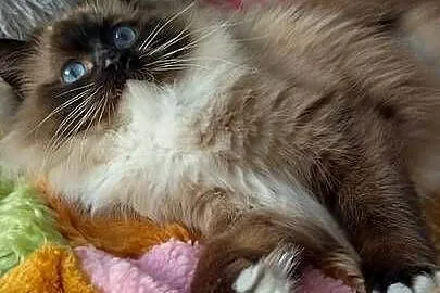 Kotka roczna ragdoll, Dolnośląskie, Wrocław