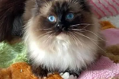Kotka roczna ragdoll, Dolnośląskie, Wrocław