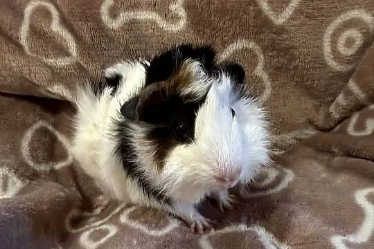 świnka morska cavia domowa SAMIEC