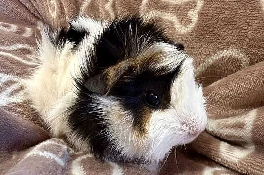 świnka morska cavia domowa SAMIEC, Małopolskie, Koszyce Wielkie