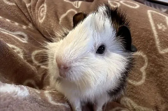świnka morska cavia domowa SAMIEC, Małopolskie, Koszyce Wielkie