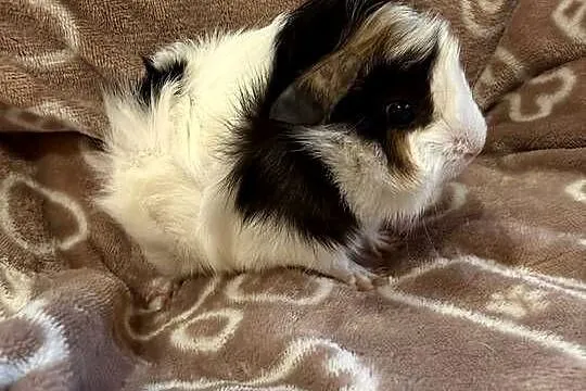 świnka morska cavia domowa SAMIEC, Małopolskie, Koszyce Wielkie