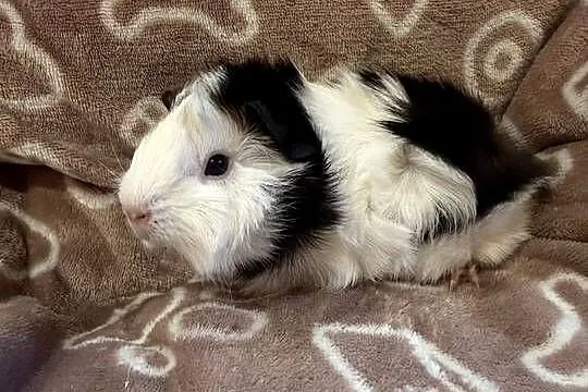 świnka morska cavia domowa SAMIEC, Małopolskie, Koszyce Wielkie