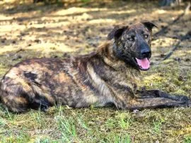 Blum - młody, wychowany z dziećmi, aktywny pręgus!  Blum to młodziutki psiak, piękny, pręgowany, pra
