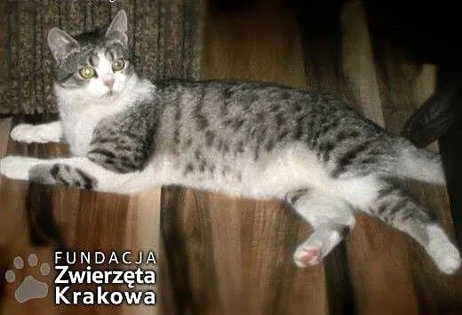 Leon przystojniak, małopolskie Kraków