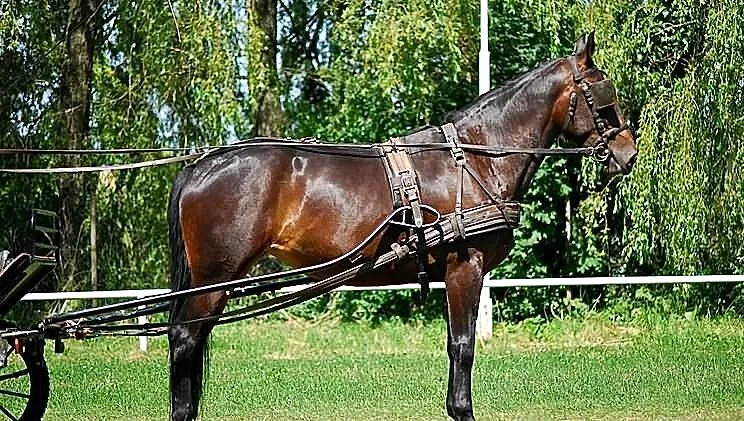 Klacz Błyskawica