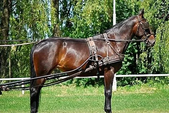 Klacz Błyskawica