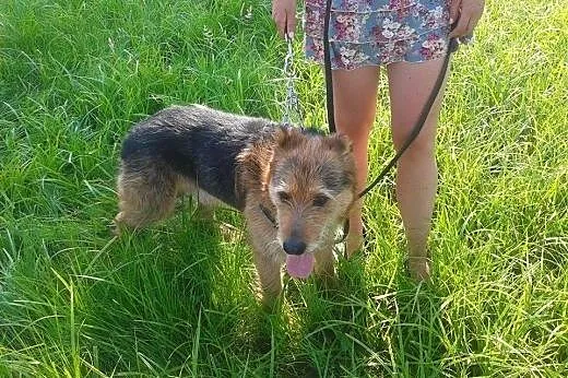 Tropek - terierowaty cudak wielkości owczarka,  Te