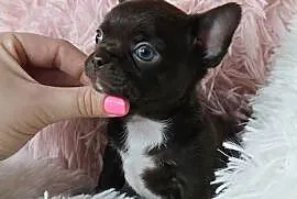 Piesek Chihuahua