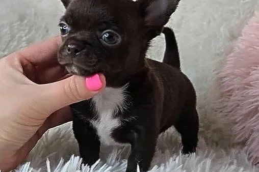 Piesek Chihuahua, Wielkopolskie, Poznań