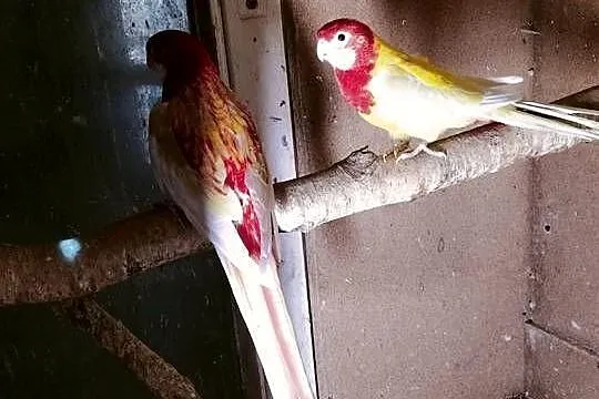 Papugi rozelle białolice królewskie i inne gatunki, Mazowieckie, Sochaczew