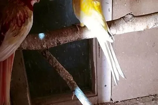 Papugi rozelle białolice królewskie i inne gatunki, Mazowieckie, Sochaczew