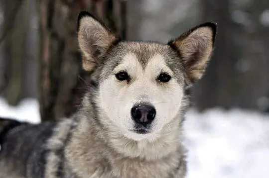 Nila, łagodna, inteligentna suczka mix husky_malam