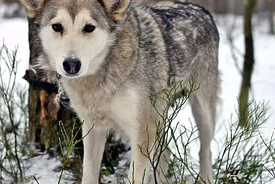 Nila, łagodna, inteligentna suczka mix husky_malam