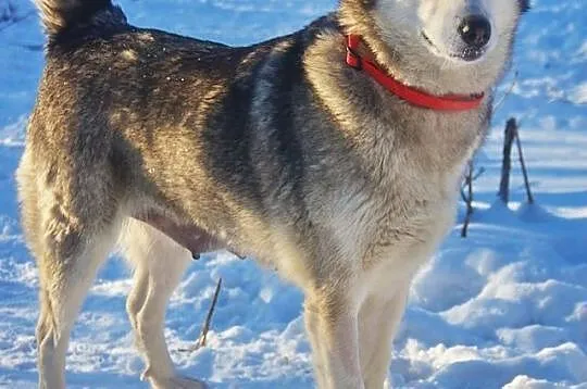 Nila, łagodna, inteligentna suczka mix husky_malam