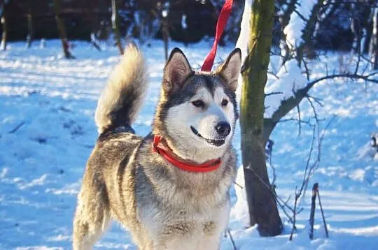 Nila, łagodna, inteligentna suczka mix husky_malam