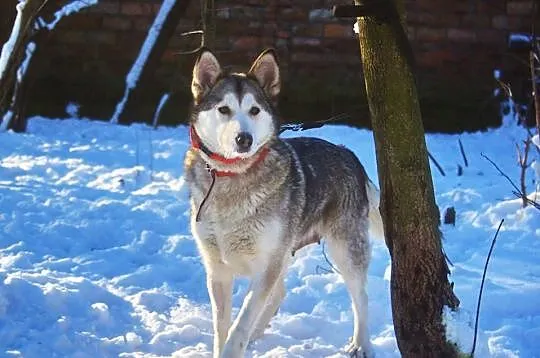 Nila, łagodna, inteligentna suczka mix husky_malam
